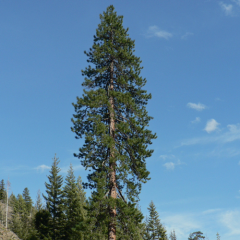 Tree Nursery - Pinnacle